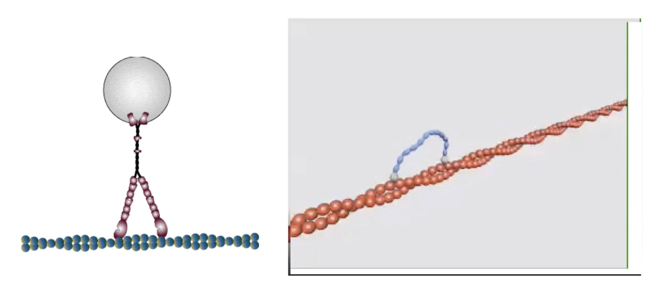 <ul><li><p><strong>Step size</strong> of myosin depends on <strong>lever arm length</strong></p><ul><li><p>Longer lever → bigger step during <strong>power stroke</strong></p></li></ul></li><li><p><strong>Myosin V</strong> lever is <strong>3× longer</strong> than <strong>myosin II</strong></p></li><li><p><strong>Step size</strong>:</p><ul><li><p><strong>Myosin II</strong>: ~7 nm</p></li><li><p><strong>Myosin V</strong>: ~36 nm</p></li></ul></li><li><p><strong>Myosin V movement</strong>:</p><ul><li><p>Moves in <strong>hand-over-hand</strong> fashion</p></li><li><p><strong>Trailing head</strong> detaches → swings forward → becomes <strong>leading head</strong></p></li><li><p>Moves toward the <strong>barbed/plus end</strong> of actin filament</p></li></ul></li><li><p>Efficient for <strong>cargo transport</strong> due to large steps and strong actin binding</p></li></ul><p></p>