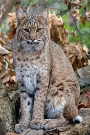 <p>Lynx rufus</p>