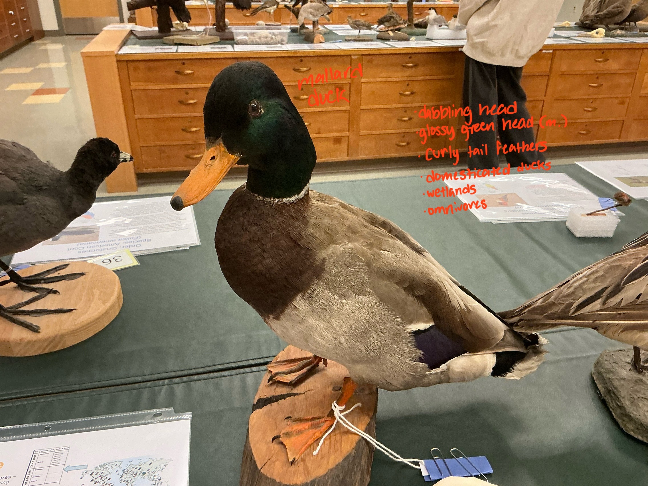 <p>What is unique about Mallard Ducks? Habitat? Diet? R Type?</p>