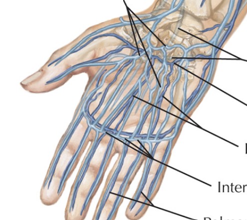 <p>Which veins:</p><ul><li><p>Arch of veins on palm of hand</p></li></ul><p></p>