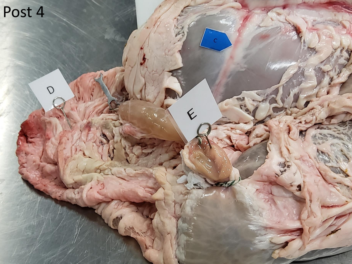 **Post 4.**

**Spørgsmål 5:** Benævn de to pudeformede forhøjninger E.