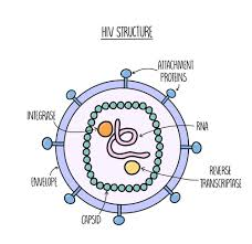 <ul><li><p>Transmitted through: bodily fluids (mucus/saliva) in blood transfusions, sexual intercourse or sharing needles.</p></li><li><p>It contains <span style="color: rgb(138, 184, 223);">RNA</span> (enveloped virus) with reverse transcriptase and integrase enzymes</p></li></ul><p></p>