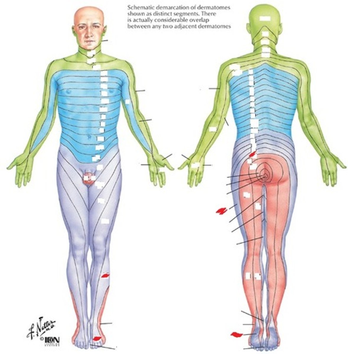 <p>Lateral lower leg, dorsum of foot</p>