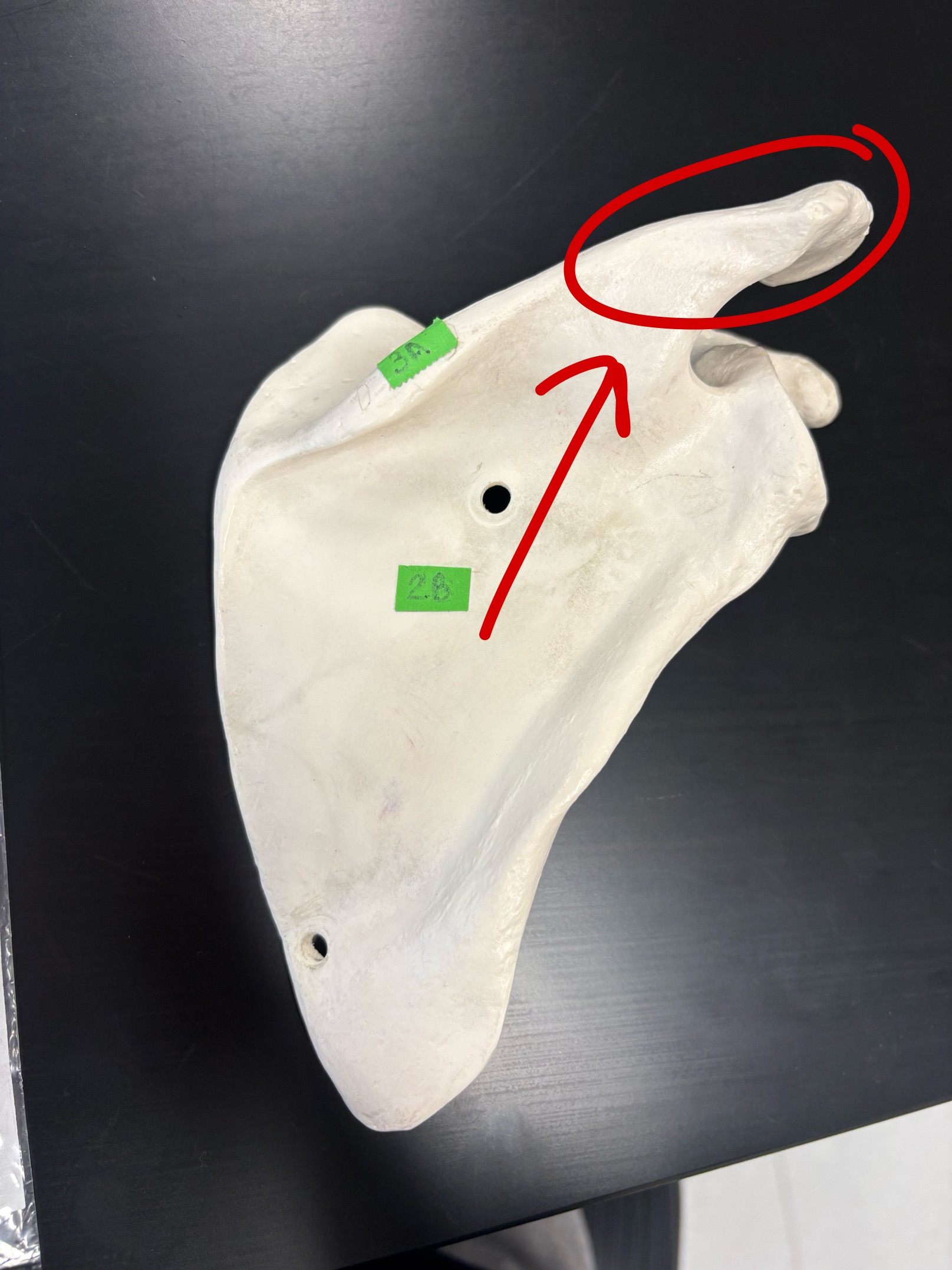 <p>Name this structure</p>