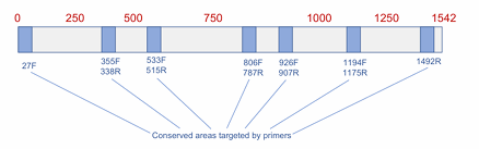 <p>This is the <span style="color: yellow"><strong>Amplification of DNA encoding </strong></span>______________________?</p>