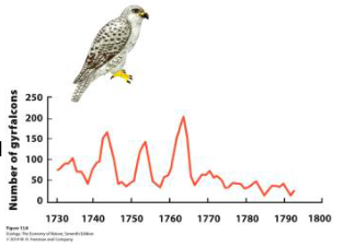 <p>Population cycles</p>