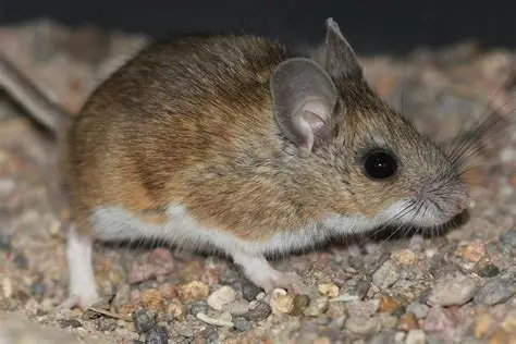 <p>North American deermouse</p>