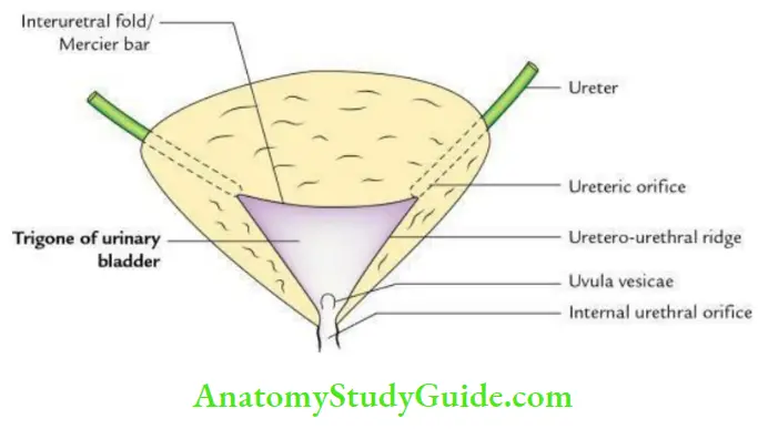 <p>D. Urachus</p><ul><li><p><strong>trigone of the bladder</strong> is a triangular area on the internal surface of the bladder formed by three key structures:</p><ol><li><p class="">The <strong>left ureteric orifice</strong> (superior corner)</p></li><li><p class="">The <strong>right ureteric orifice</strong> (superior corner)</p></li><li><p class="">The <strong>urethral orifice</strong> (inferior corner)</p></li></ol></li></ul><p class=""><strong>interureteric crest</strong> is a ridge connecting the two ureteric orifices, forming the upper boundary of the trigone.</p><ul><li><p class="">The <strong>urachus</strong> is a fibrous remnant of the allantois (an embryonic structure) that extends from the bladder's apex to the umbilicus, and it is <strong>not part of the trigone</strong>.</p></li></ul><p></p>