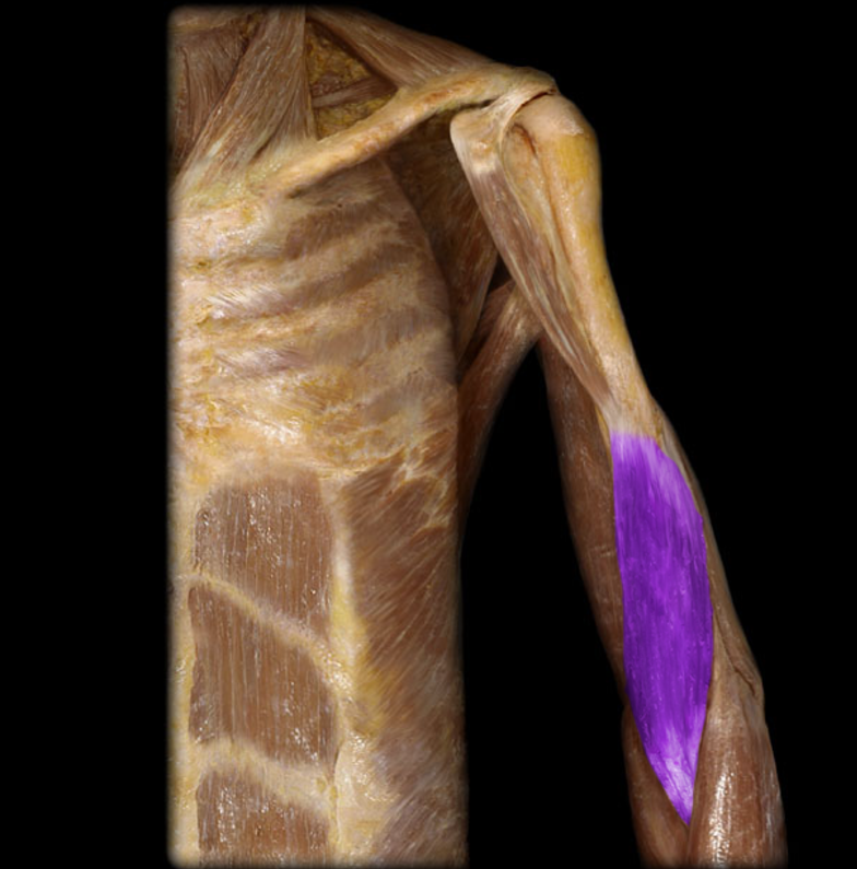 <p>Brachialis</p>