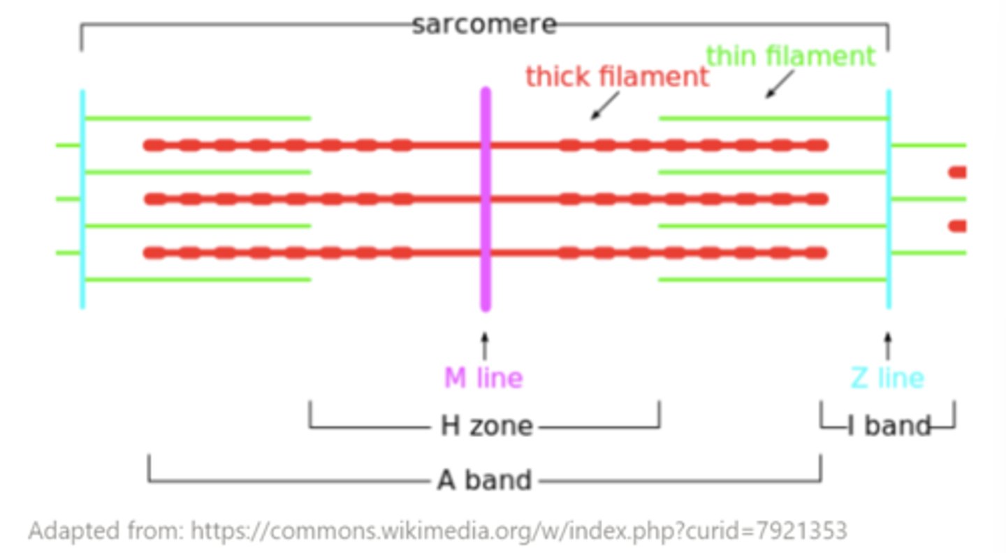 <p>M line</p>