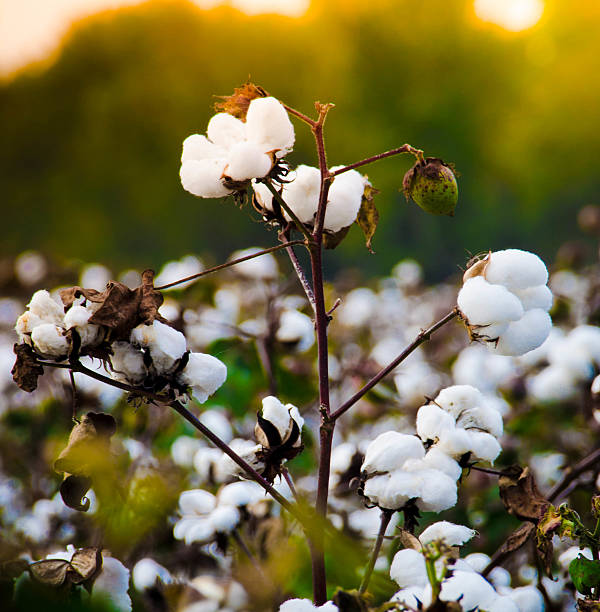 <p>What kind of fruit is cotton?</p>