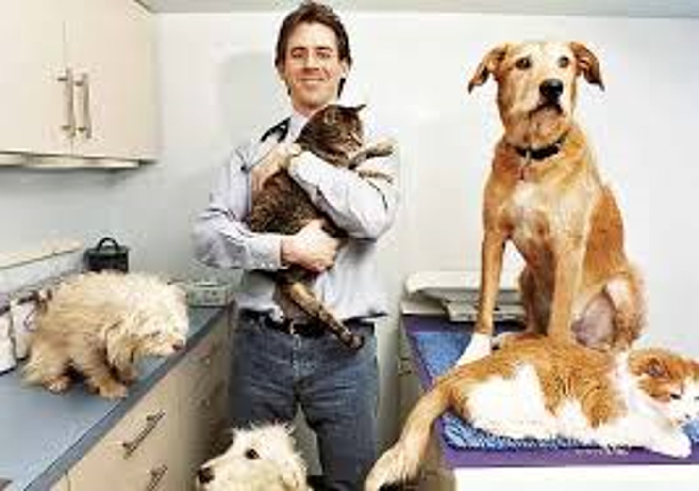 <p>a veterinarian</p>