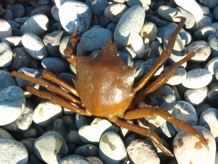 <p>Kelp Crab</p>