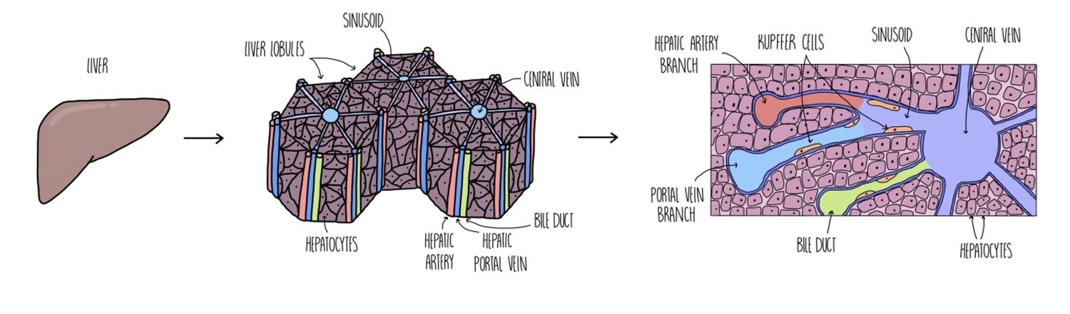 <ul><li><p>Have a central vein in the middle that connects to the hepatic vein </p></li></ul><p></p><ul><li><p>Many branches of the hepatic artery, hepatic portal vein and bile duct are connected to each lobule</p></li></ul>