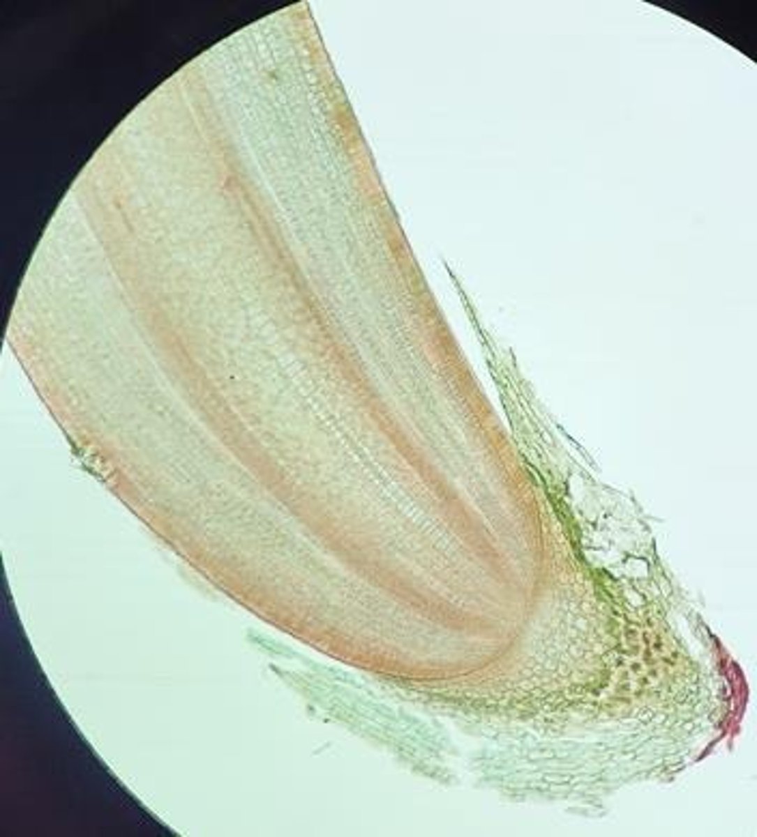 <p>A protective structure at the tip of a plant root that helps it penetrate the soil.</p>