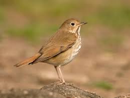 <p>What bird is this?</p>