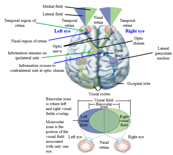 <ul><li><p>Information goes to the temporal region of the retina. </p></li><li><p>It travels back to the optic chiasm, but does not cross the optic chiasm. </p><ul><li><p>It stays on the same side, or the ipsilateral side.</p></li></ul></li><li><p>It foes to the ipsilateral geniculate nucleus, where is synapses. </p></li><li><p>The information goes to the visual cortex in the occipital lobe. </p></li></ul><p></p>