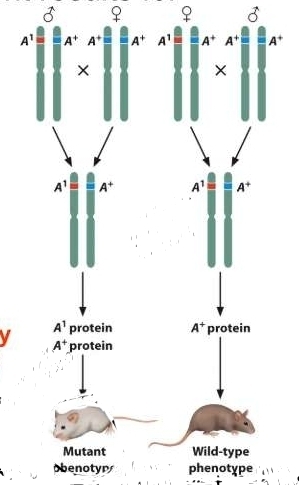 gene expression affected by whether gene comes from Mom or Dad- results in autosomal traits that show different results for reciprocal crosses 