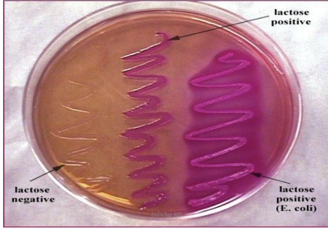 <p>Gram negative </p><p>Lactose fermentation </p><p>     colored colonies </p>