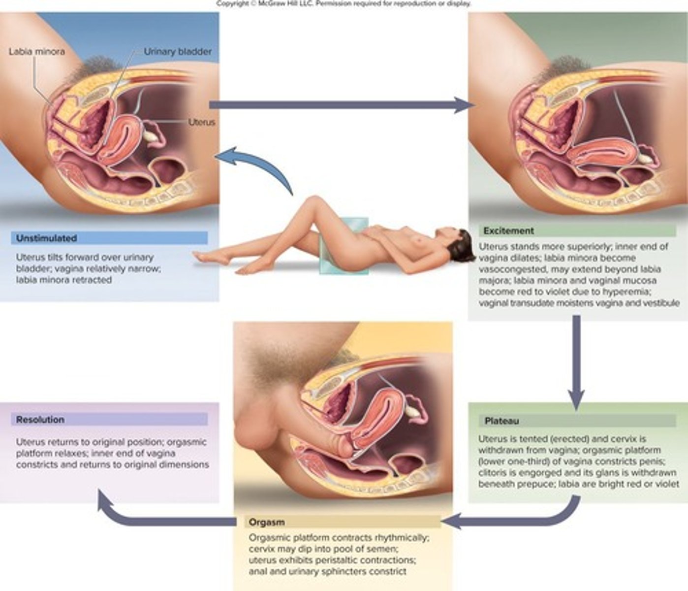 <p>Excitement, Plateau, Orgasm, and Resolution.</p>