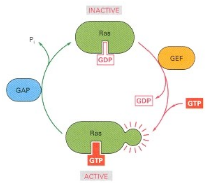 <p><strong>Ras pathway - An example of how docking leads to signal transduction</strong></p><ul><li><p>What are the two states of Ras and what nucleotide is bound in each?</p></li><li><p>What proteins switch Ras <strong>ON</strong> and how do they do it?</p></li><li><p>What proteins switch Ras <strong>OFF</strong> and how do they do it?</p></li><li><p>How does an activated Receptor Tyrosine Kinase (RTK) initially connect to inactive Ras?</p></li><li><p>What is Sos's role and how does it activate Ras?</p></li><li><p>What happens to Ras after it's activated by Sos?</p></li></ul><p></p>