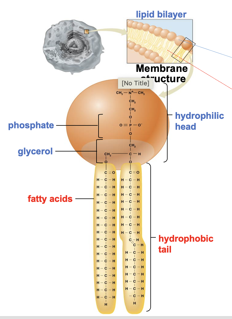 <p>Lipids </p>