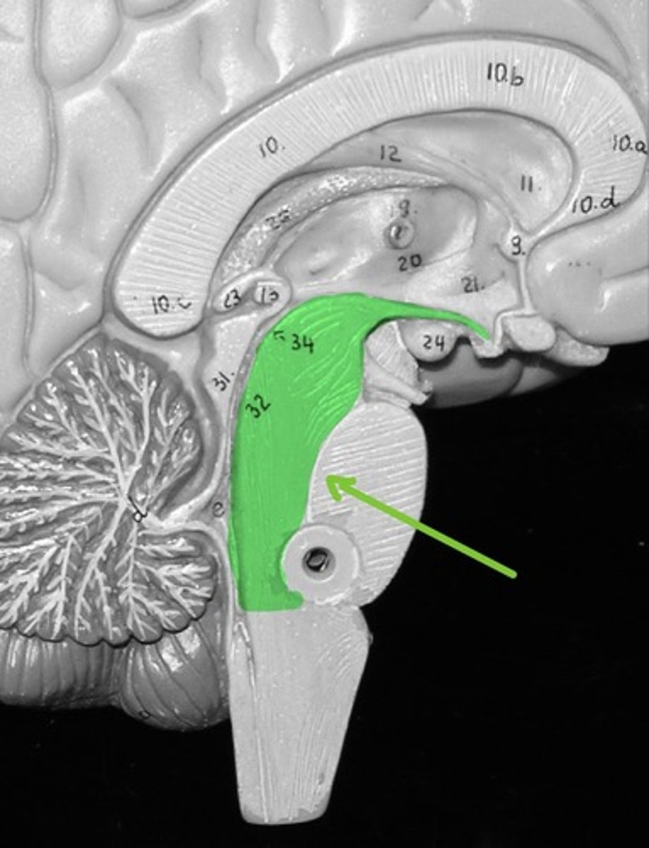 <p>Keeps cerebrum in a state of wakefulness (RAS), and controls visual/auditory reflex</p>