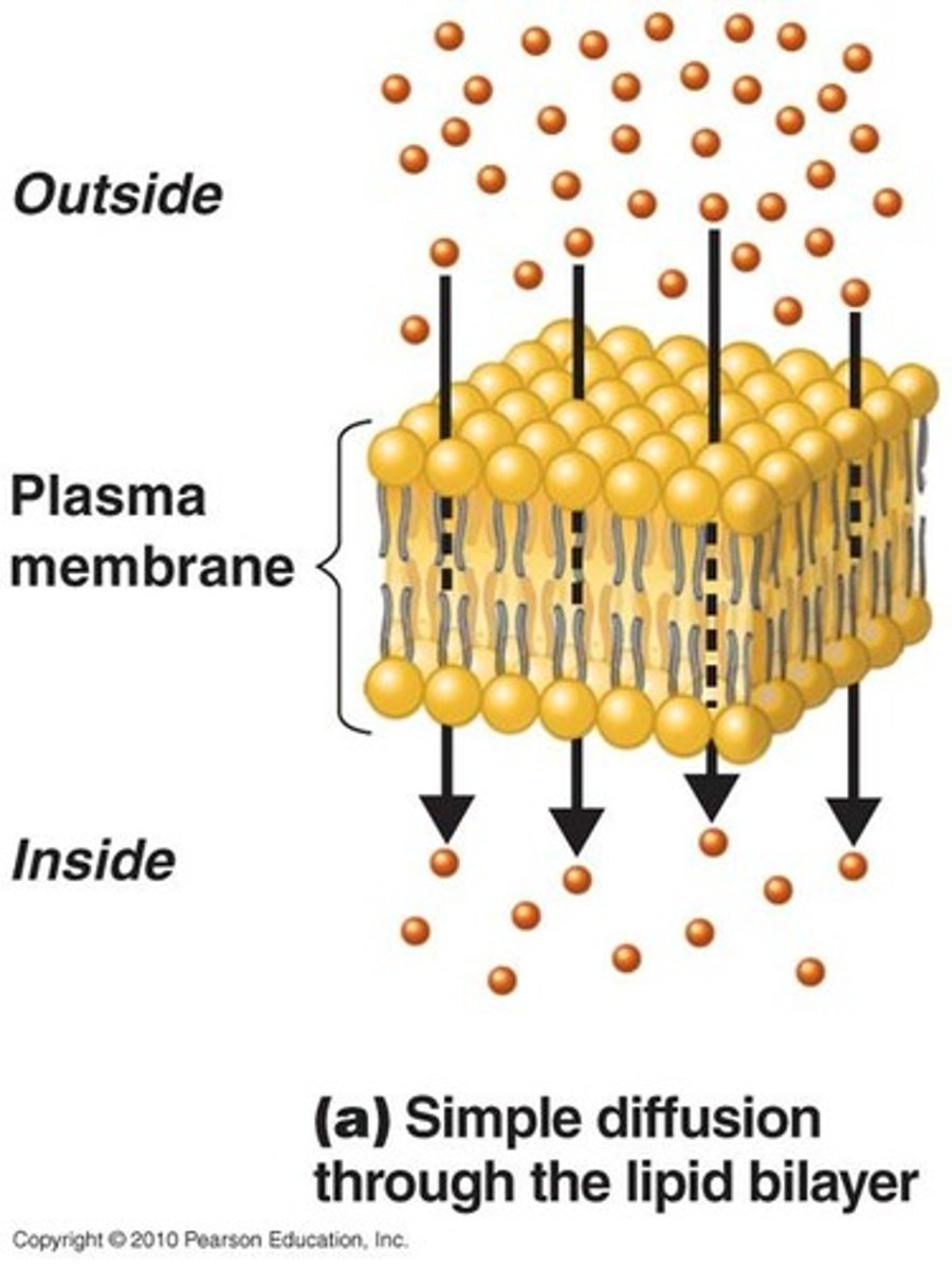 <p>Diffusion that doesn't involve a direct input of energy or assistance by carrier proteins.</p><p>Moves small, nonpolar, uncharged or hydrophobic molecules (eg. oxygen, hydrogen, carbon dioxide)</p>
