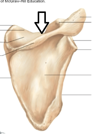<p>what part of the scapula is this?</p>