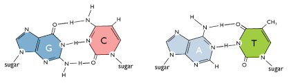<p>G forms a triple hydrogen bond with C, A forms a double hydrogen bond with T.</p>