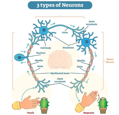 <p>Send messages from the brain/spinal cord to the body.</p>