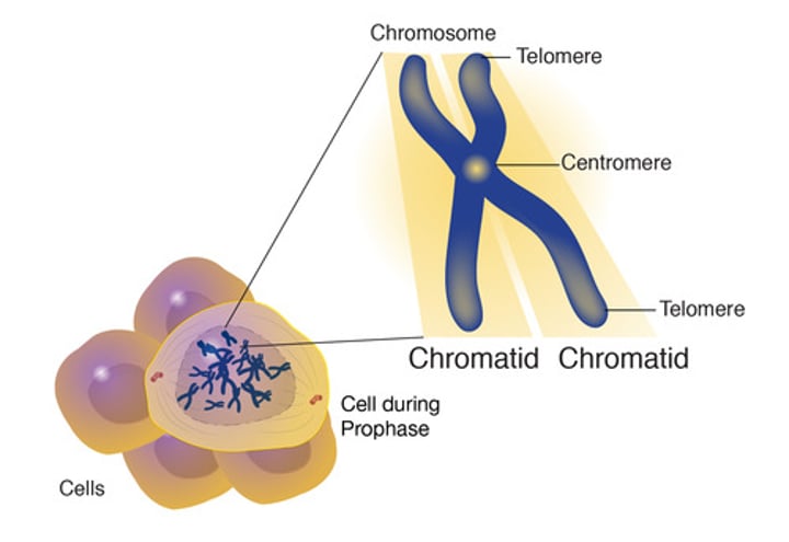 <p>one half of a duplicated chromosome</p>