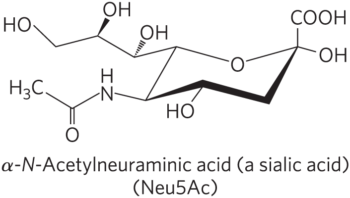 <p><strong>JUST KNOW:</strong></p><ul><li><p>Not neutral</p><ul><li><p>Complex branch sugars, where we have this negatively charged head group.</p></li></ul></li></ul><p></p><p>Extra info:</p><p>Have oligosaccharides as their polar head groups and 1+ residues of <em>N</em>-acetylneuraminic acid (Neu5Ac), a sialic acid, at the termini</p><ul><li><p class="s53">1 sialic acid residue = GM (<em>M </em>for mono-) series</p></li><li><p class="s53">2 sialic acid residues = GD (<em>D </em>for di-) series</p></li><li><p class="s53">3 sialic acid residues = GT (<em>T </em>for tri-) series (and so on)</p></li></ul><p></p>