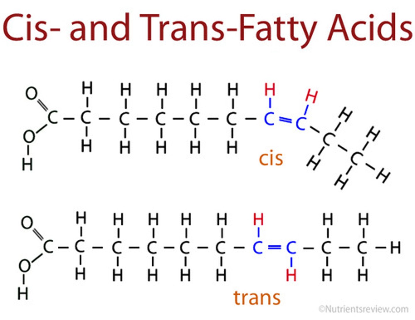 <p>have kinks that cause the hydrocarbon tails to bend</p><p>- as a result, they do not pack tightly</p>