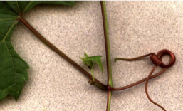 <p>identify the modified stem and give an example</p>