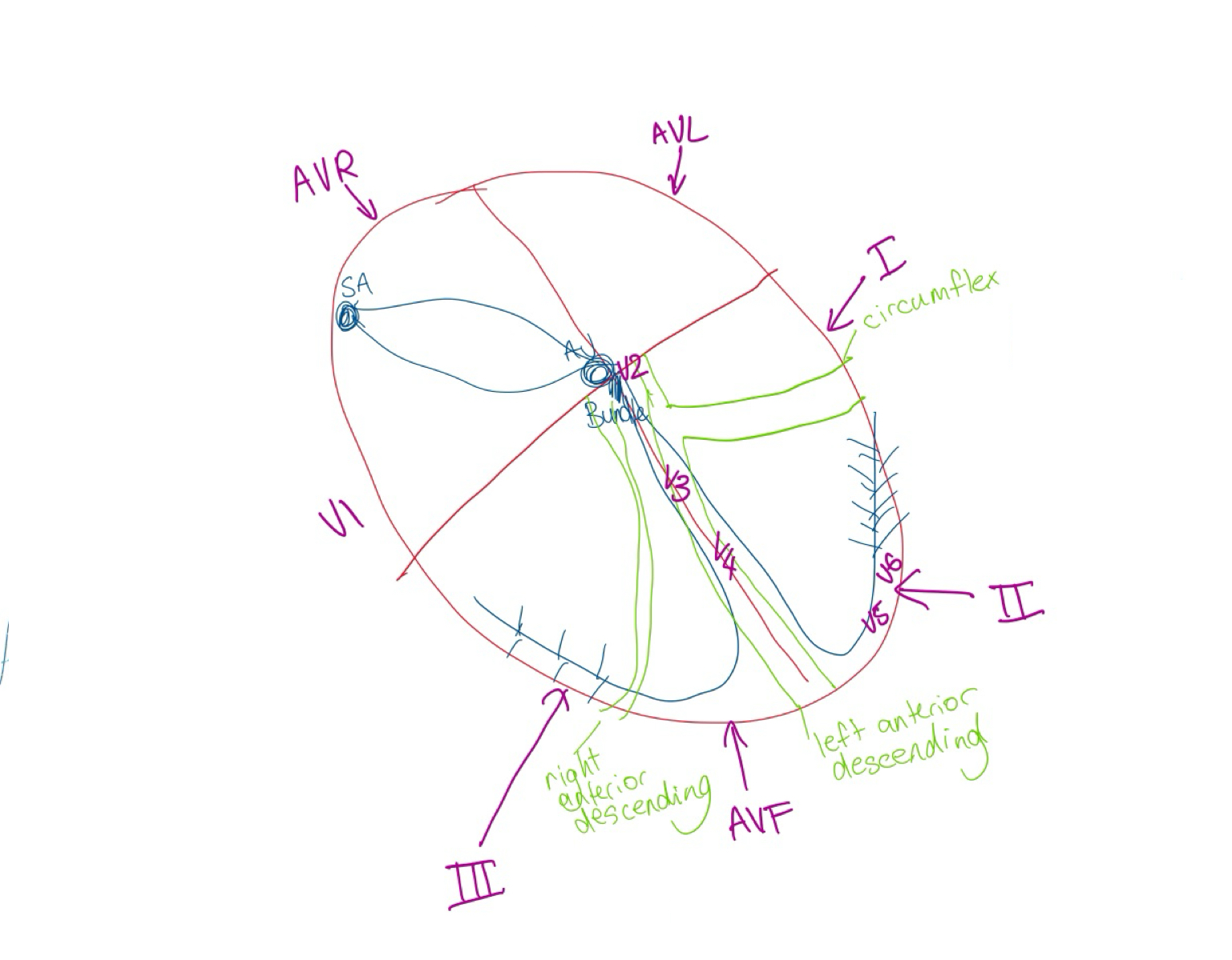 <p>Which part is anterior?</p>
