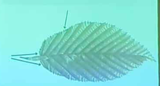 term image
