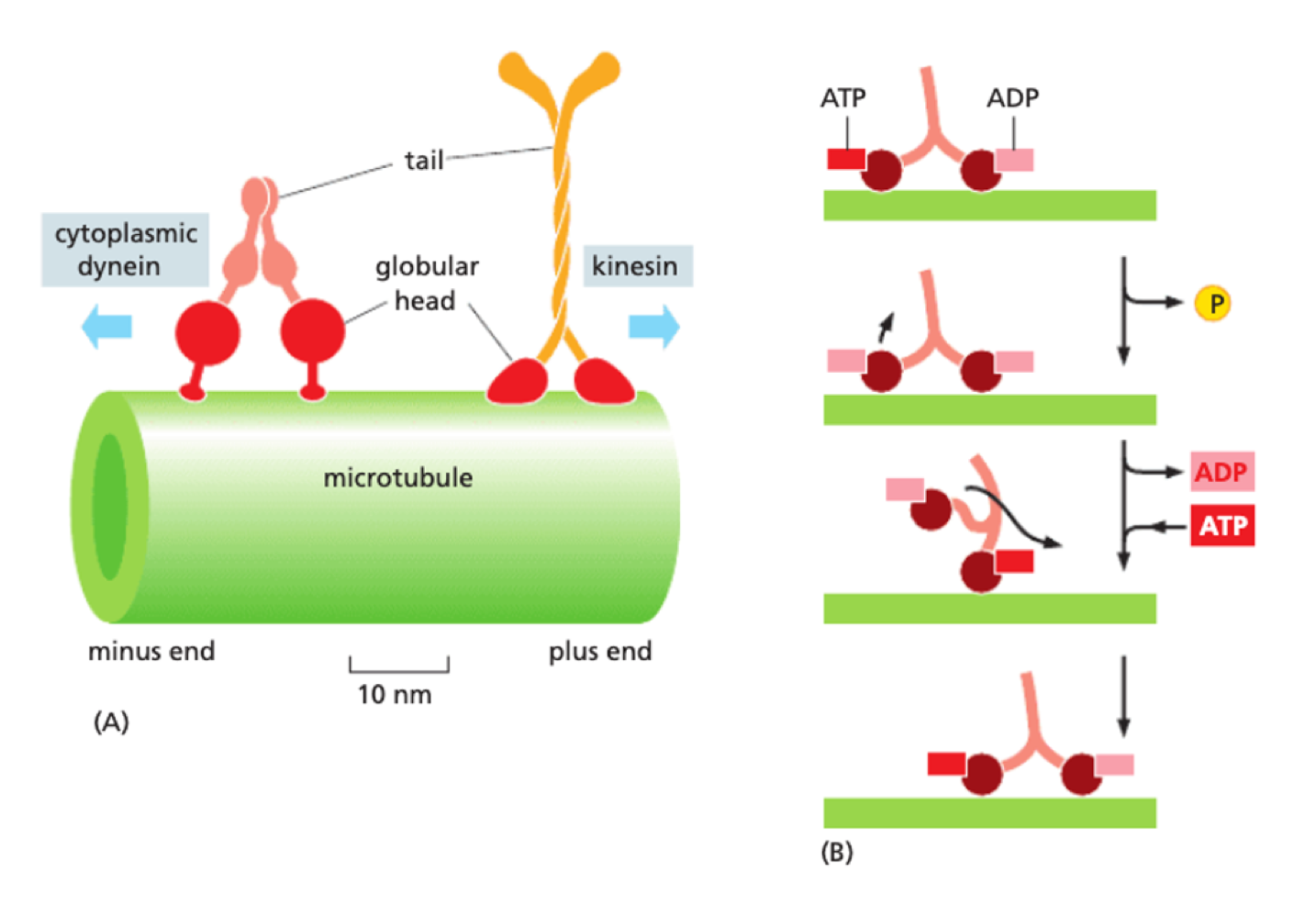 <p>motor proteins bind to microtubule - each type only moves in one direction + occurs in pairs</p><p>Kinesin - plus-end directed (towards + )</p><p>Dynein - minus end directed (towards - )</p><p>energy for movement from hydrolysed ATP</p>