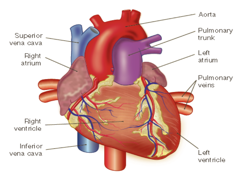* the heart has four chambers;
  * the two superior chambers are called the left and right atrium
  * the two inferior chambers are called the left and right ventricles