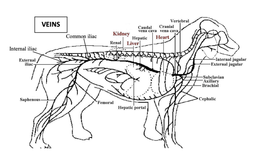 <p>vessel which drains blood from the cranial chest and forelimb</p>