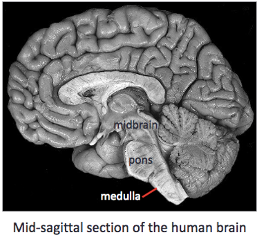 -the middle section of the brainstem 
-looks like an enlargement of the brain stem 
-can be seen on the ventral surface of the brain
-after the fourth ventricle, therefore no longer round in shape like the medulla, has a depression due to the fourth ventricle