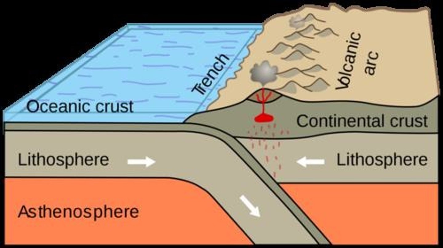 <p>Denser oceanic plates subduct below continental plates, forming ocean trenches and fold mountains.</p>