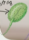 <ul><li><p>Being exposed to a stimuli like you sitting down, that creates an AP and then the neuron doesn’t fire anymore because your body got used to the feeling of the chair under you, then as you stand up the neuron fires off an AP because you feel the pressure release from your bottom</p></li><li><p>Modality Specific- Pacinian corpuscle: Vibration &amp; Deep pressure</p></li></ul><p></p>