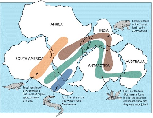 the gradual movement and formation of continents (as described by plate tectonics). Can help explain unique biogeography.