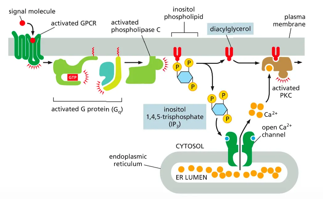 <ul><li><p>Phospholipase C activates two signalling pathways. Which will increase the intracellular concentration of Ca ions.</p></li><li><p>This is done on the following way:</p><ul><li><p>After a GPCR activates a G protein Gq another membrane bound enzyme called phospholipase C is activated and this phospholipase cleaves molecule called inositol phospholipid.</p></li></ul></li></ul><ul><li><p>This cleavage produces two messenger molecules called inositol 1,4,5 triphosphatase and diacylglycerol.</p></li><li><p>The IP3 is released into the cytosol, where it binds to Ca ion channels in the ER membrane and allows the flow of calcium ions into the cytoplasm of the cell. This Ca2+ in turn signals to other proteins, as we discuss shortly.</p></li><li><p>Diacylglycerol remains embedded in the membrane and helps activate protein kinase C (PKC). Once activated, PKC phosphorylates a set of intracellular proteins that varies depending on the cell type.</p></li></ul><p></p>