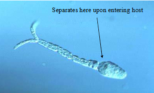 <p>schistosoma life cycle stages </p>