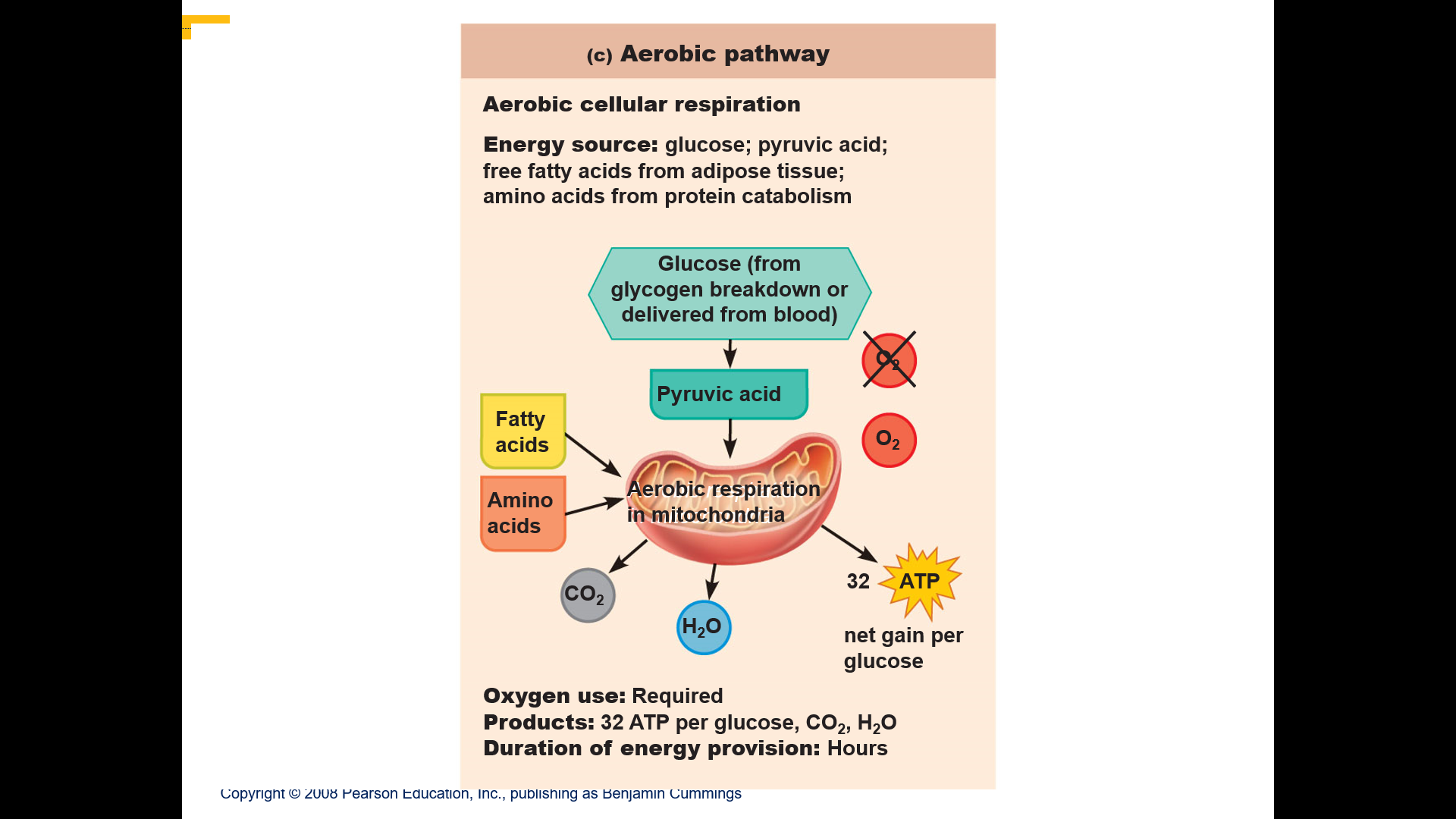 Series of oxygen requiring reactions that produce ATP in mitochondria
-Pyruvate from glycolysis enters mitochondria
-Completely oxidized to ~ 34 molecules of ATP, carbon dioxide, water, and heat
Sources of oxygen
-Diffused from blood
-Released by myoglobin in sarcoplasm
Provides enough ATP for prolonged activity as long as sufficient oxygen and nutrients are available
Nutrients include
-Glycogen 
-Bloodborne glucose
-Fatty acids (from triglycerides)
-Amino acids
ATP produced by aerobic cellular respiration
-Activities lasting more than 10 minutes, most ATP
-Endurance events 100% of ATP