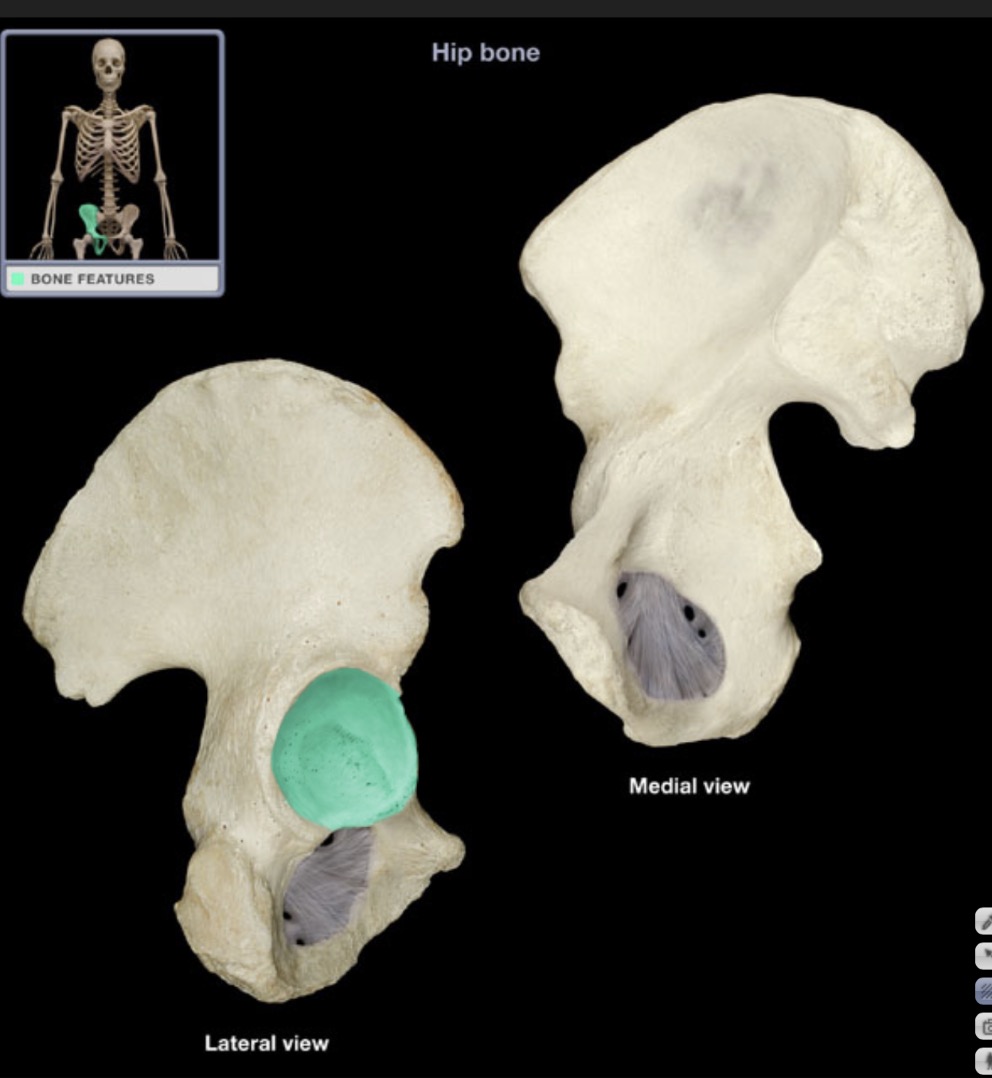 <p><span style="font-family: Arial, sans-serif; color: rgb(45, 59, 69)">lateral depression of the hip bone which articulates with the head of the femur</span></p>