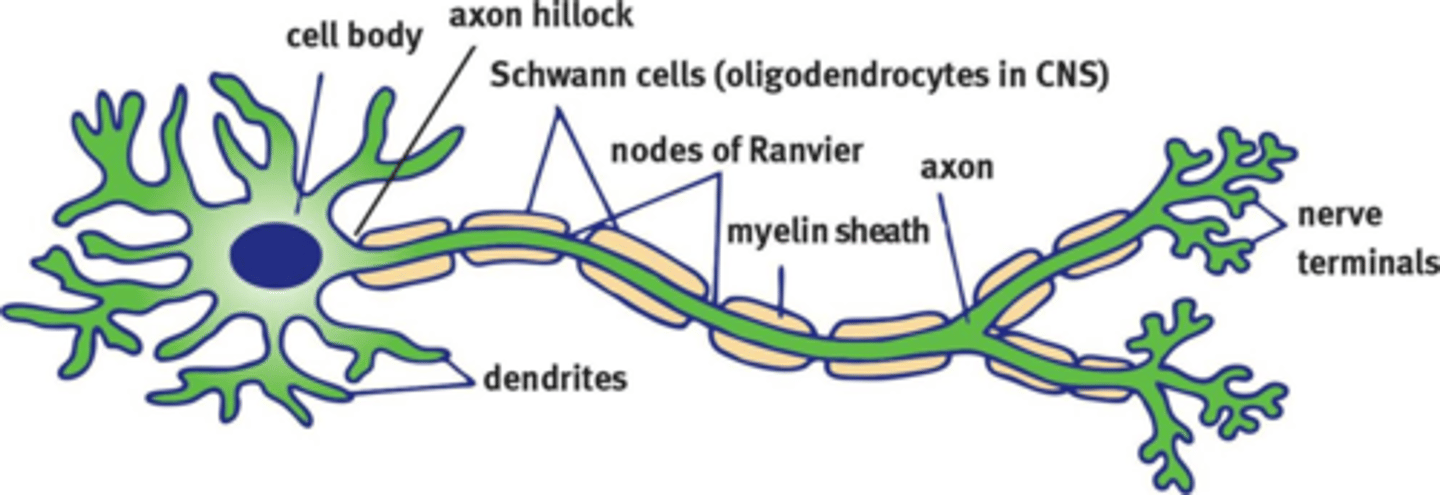 knowt flashcard image