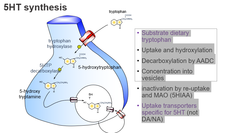 <p><strong>:</strong> It is packaged into <strong>vesicles</strong> via <strong>VMAT</strong>.</p>
